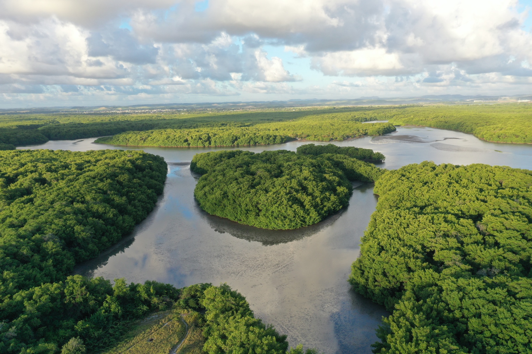 Imagem aérea de manguezal capturada por drone em levantamento ambiental no litoral pernambucano